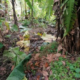 Unbelievable Land Offer in PK 8 Douala – Just 40,000F/m²!