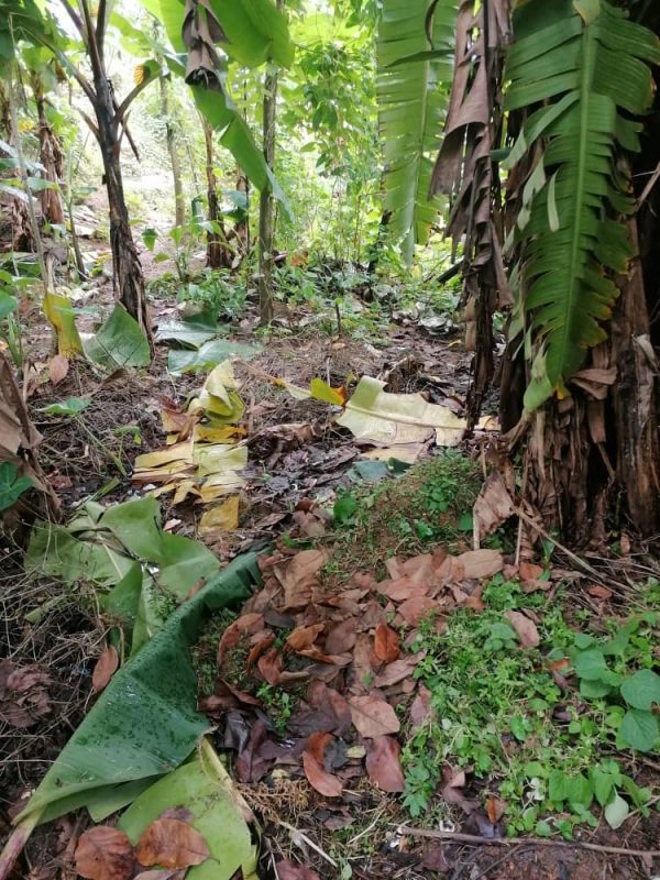 Unbelievable Land Offer in PK 8 Douala – Just 40,000F/m²!