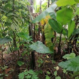Land for Sale in PK 8 Douala – 80,000F/m² Prime Location!