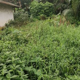 Affordable Land for Sale in PK 8 Douala – Only 70,000F/m²!