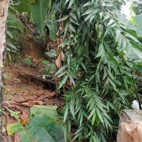 Cheap Land for Sale in PK 8 Douala – Only 60,000F/m²!